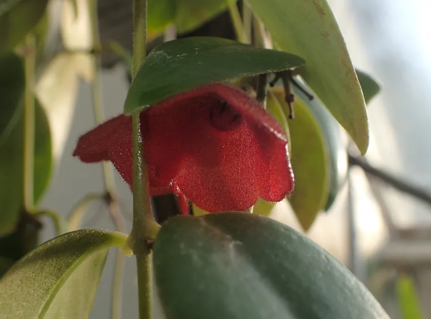 aeschynanthus tricolor plant showing characteristic features