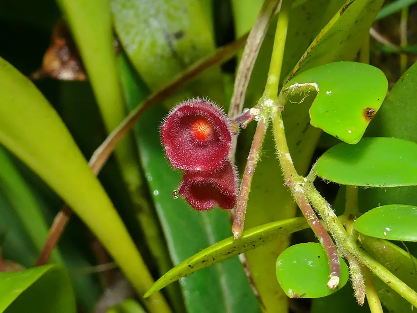 aeschynanthus tricolor plant showing characteristic features