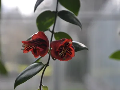 thumbnail aeschynanthus tricolor