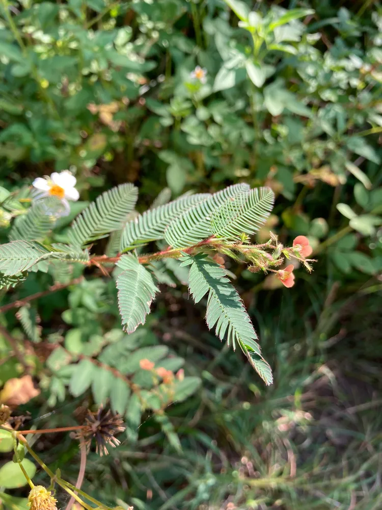aeschynomene americana plant showing characteristic features