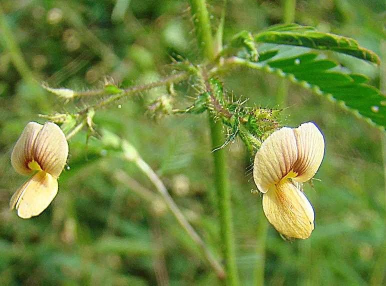aeschynomene americana plant showing characteristic features