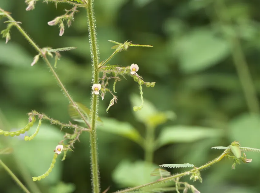 aeschynomene americana plant showing characteristic features