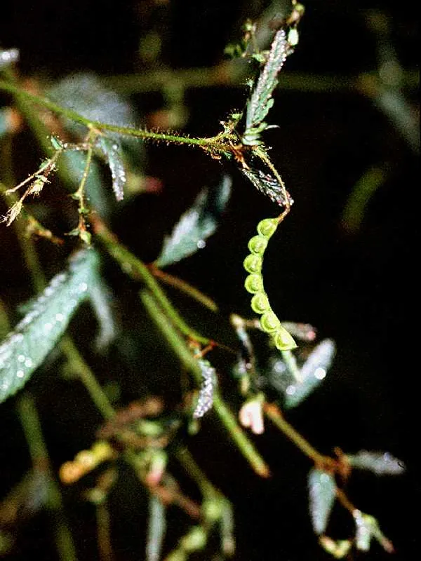 aeschynomene americana plant showing characteristic features