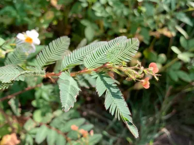 thumbnail aeschynomene americana