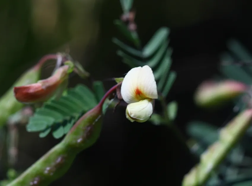 aeschynomene indica plant showing characteristic features