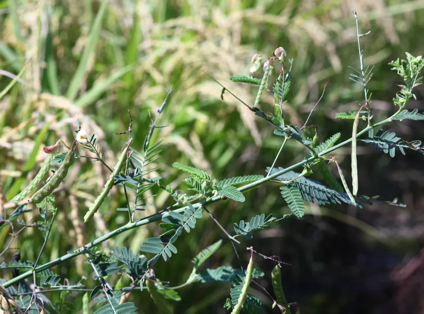 aeschynomene indica plant showing characteristic features