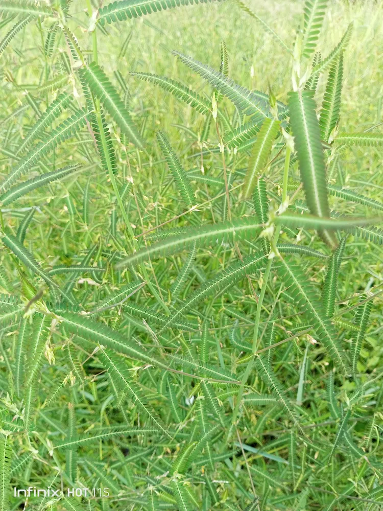 aeschynomene indica plant showing characteristic features