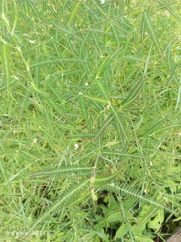 aeschynomene indica plant showing characteristic features