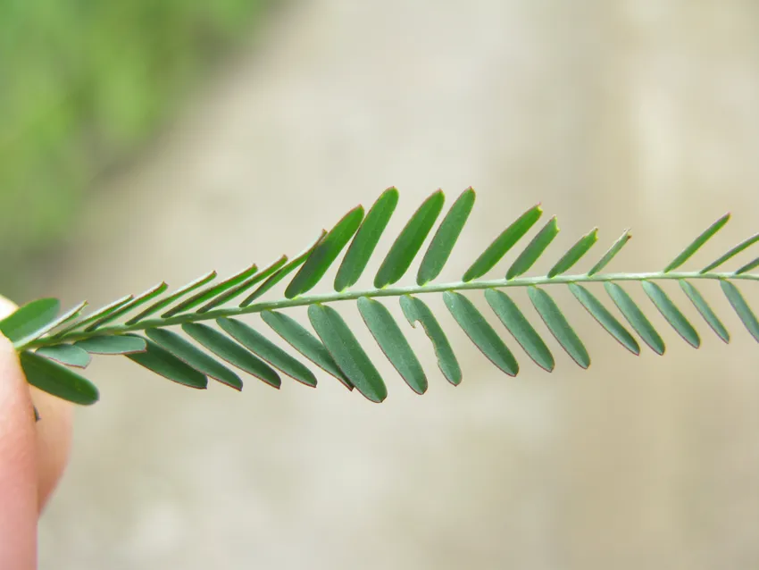 aeschynomene indica plant showing characteristic features