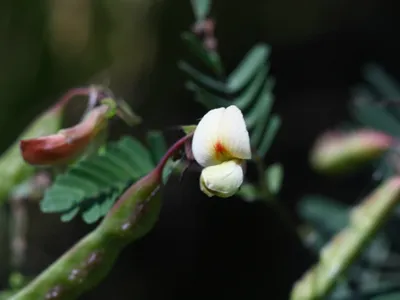 thumbnail aeschynomene indica