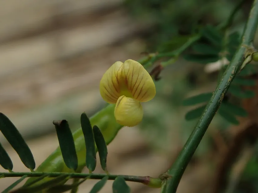 aeschynomene sensitiva plant showing characteristic features