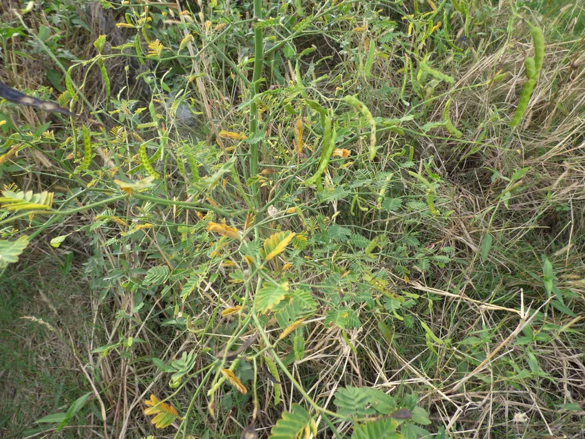 aeschynomene sensitiva plant showing characteristic features
