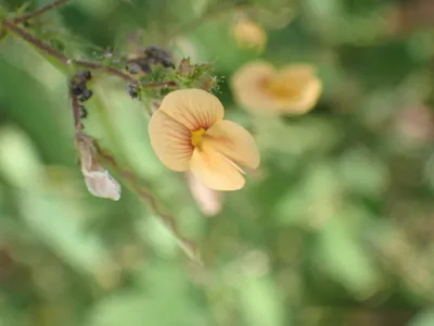 thumbnail aeschynomene sensitiva
