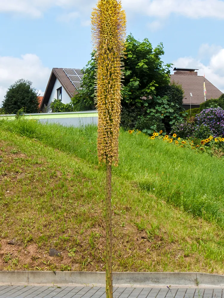 agave filifera plant showing characteristic features
