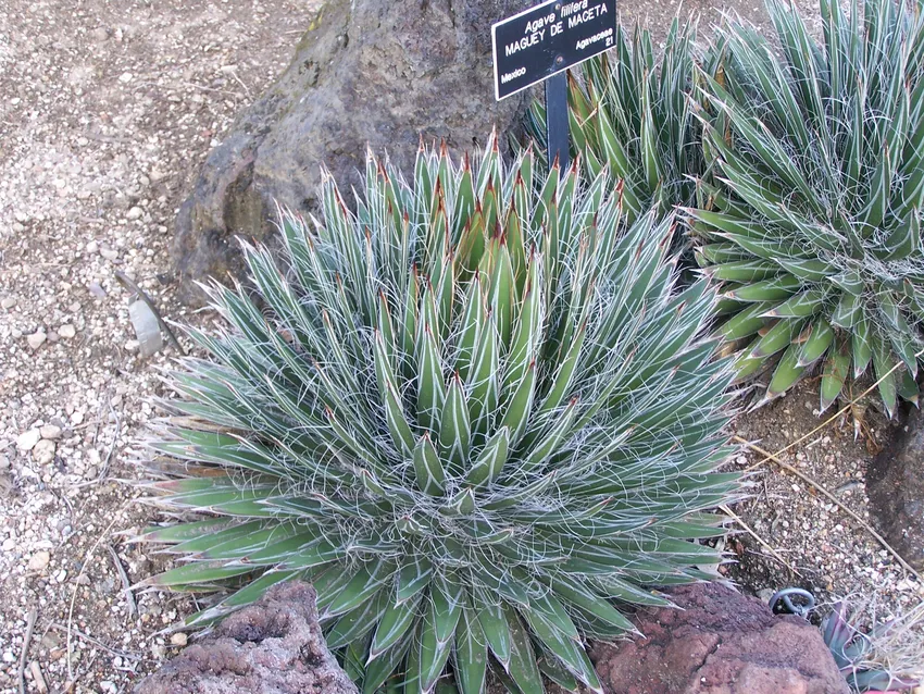 agave filifera plant showing characteristic features