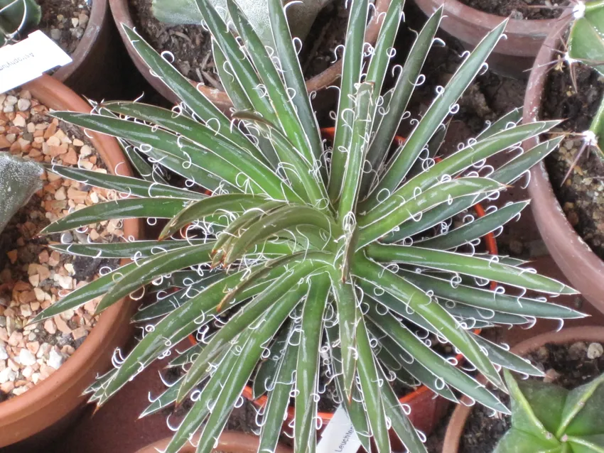 agave filifera plant showing characteristic features