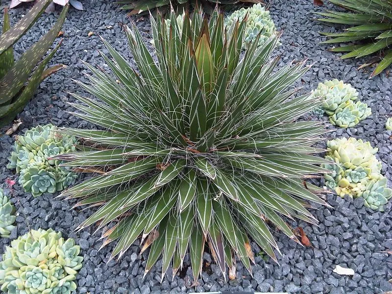 agave filifera plant showing characteristic features