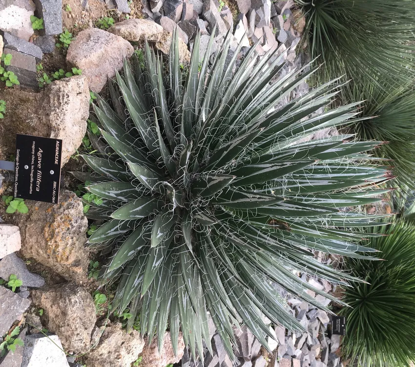 agave filifera plant showing characteristic features