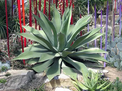 thumbnail agave potatorum