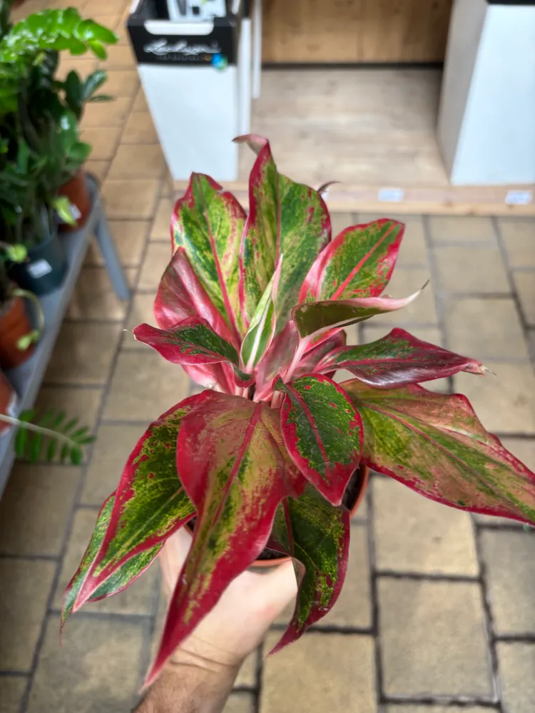 aglaonema crete plant showing characteristic features