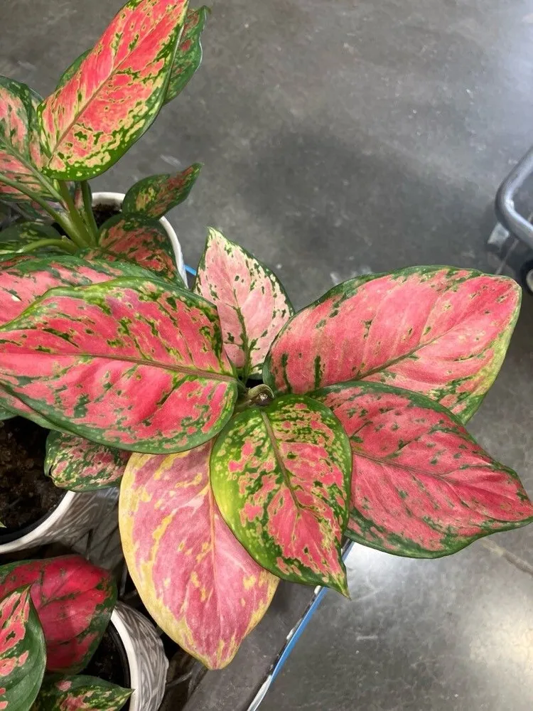 aglaonema lady valentine plant showing characteristic features