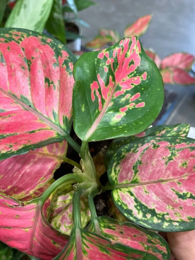 aglaonema lady valentine plant showing characteristic features