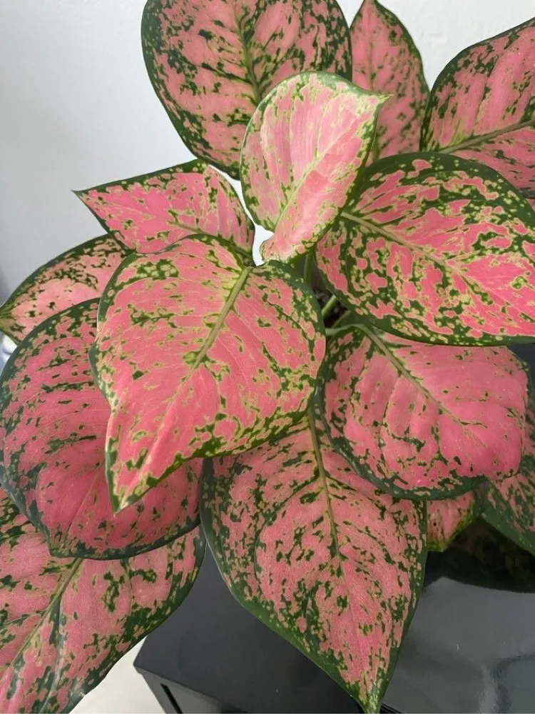 aglaonema lady valentine plant showing characteristic features