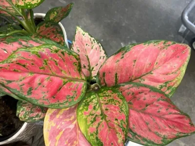 thumbnail aglaonema 'lady valentine'