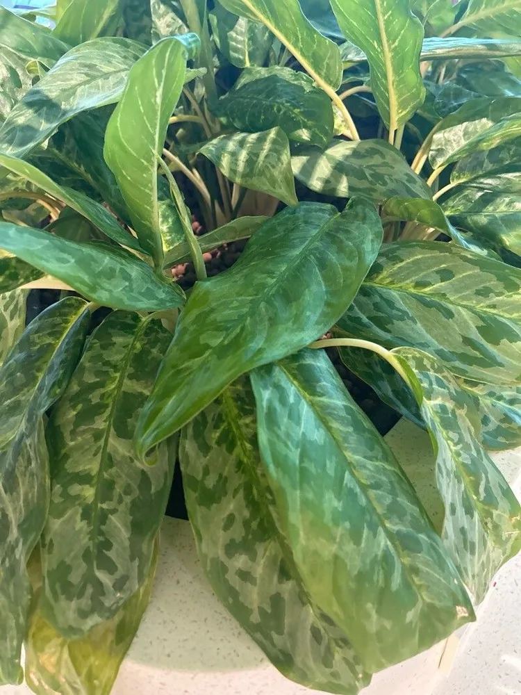 Plante aglaonema peacock montrant ses caractéristiques typiques