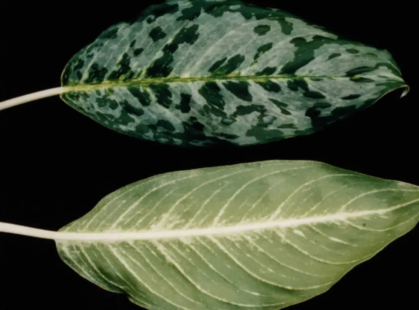 Plante aglaonema peacock montrant ses caractéristiques typiques