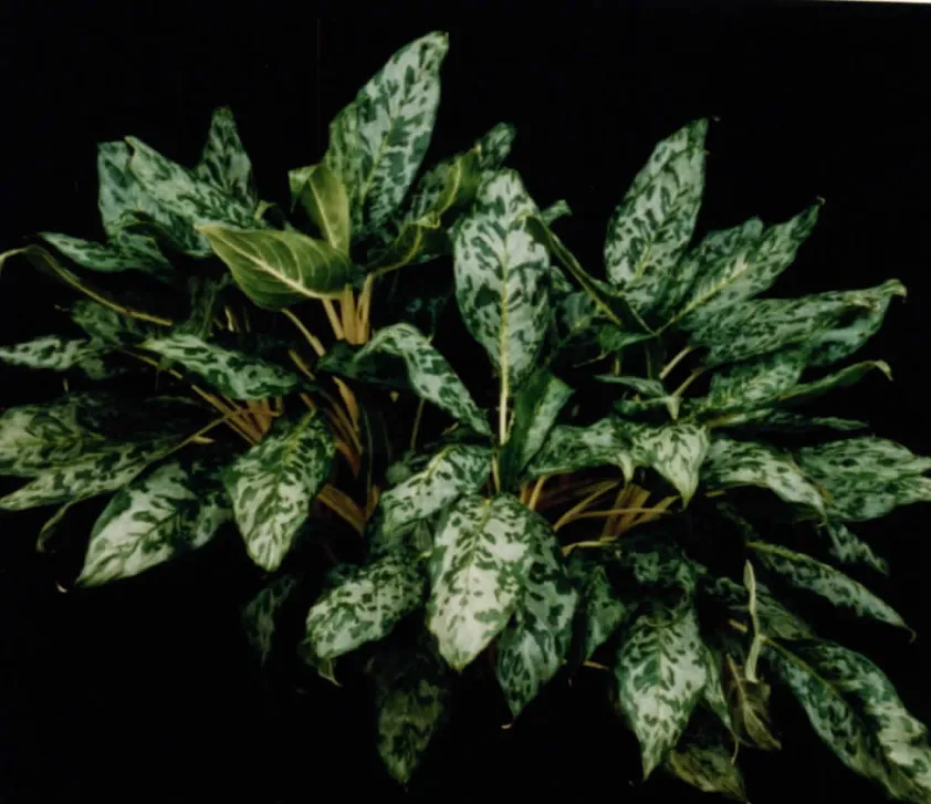 Plante aglaonema peacock montrant ses caractéristiques typiques