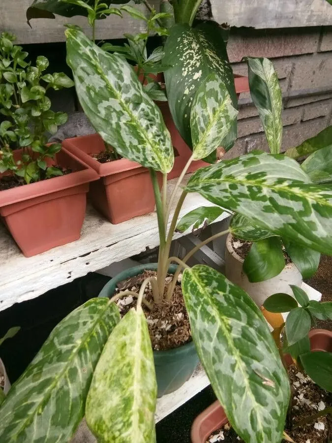 Plante aglaonema peacock montrant ses caractéristiques typiques