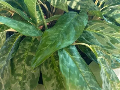 Image miniature aglaonema 'peacock'