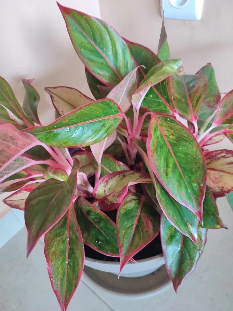 Plante aglaonema red gold montrant ses caractéristiques typiques