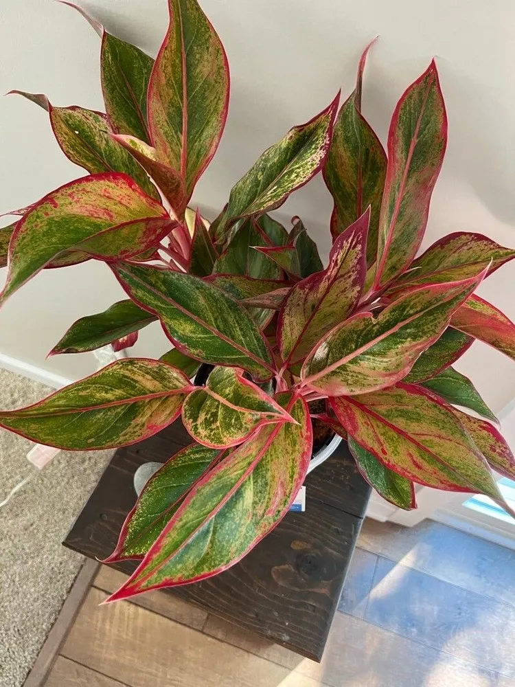 Plante aglaonema red gold montrant ses caractéristiques typiques
