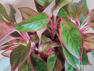 Image miniature aglaonema 'red gold'
