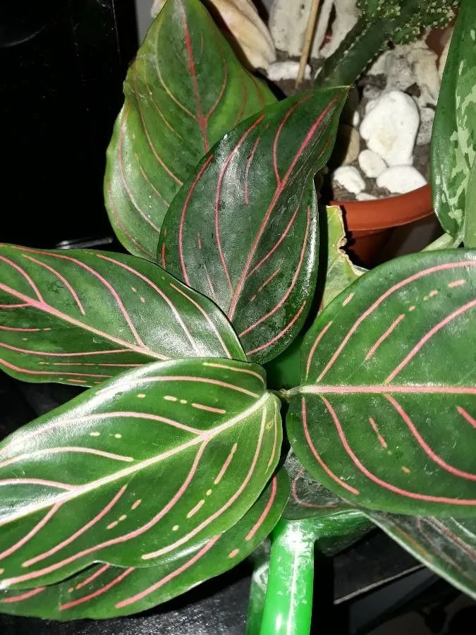 Plante aglaonema rotundum montrant ses caractéristiques typiques