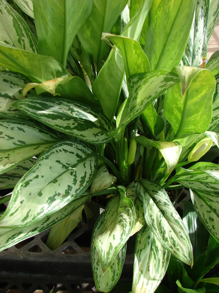 Plante aglaonema silver queen montrant ses caractéristiques typiques