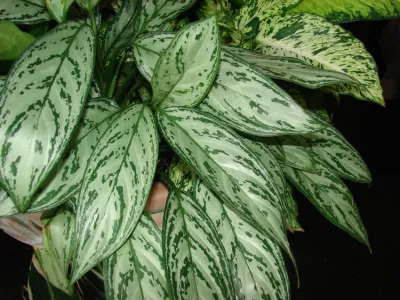 Image miniature aglaonema 'silver queen'