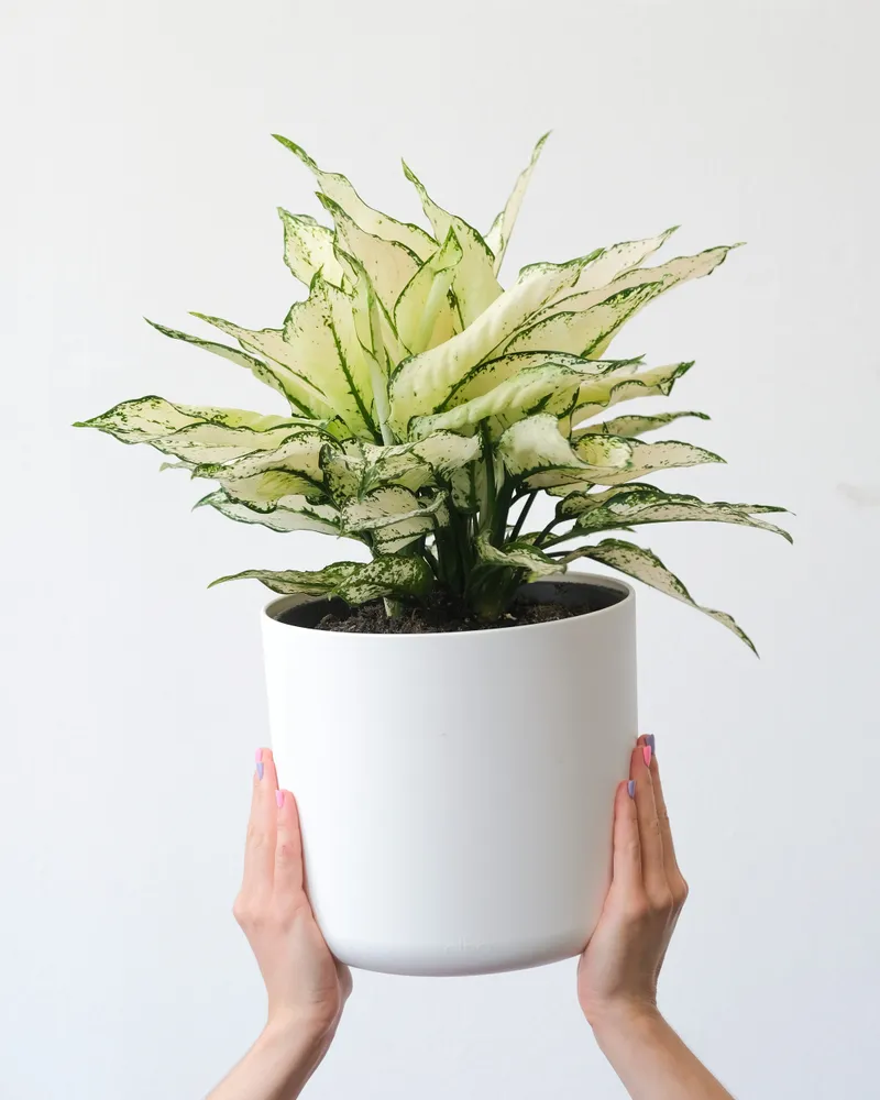 Plante aglaonema white joy montrant ses caractéristiques typiques