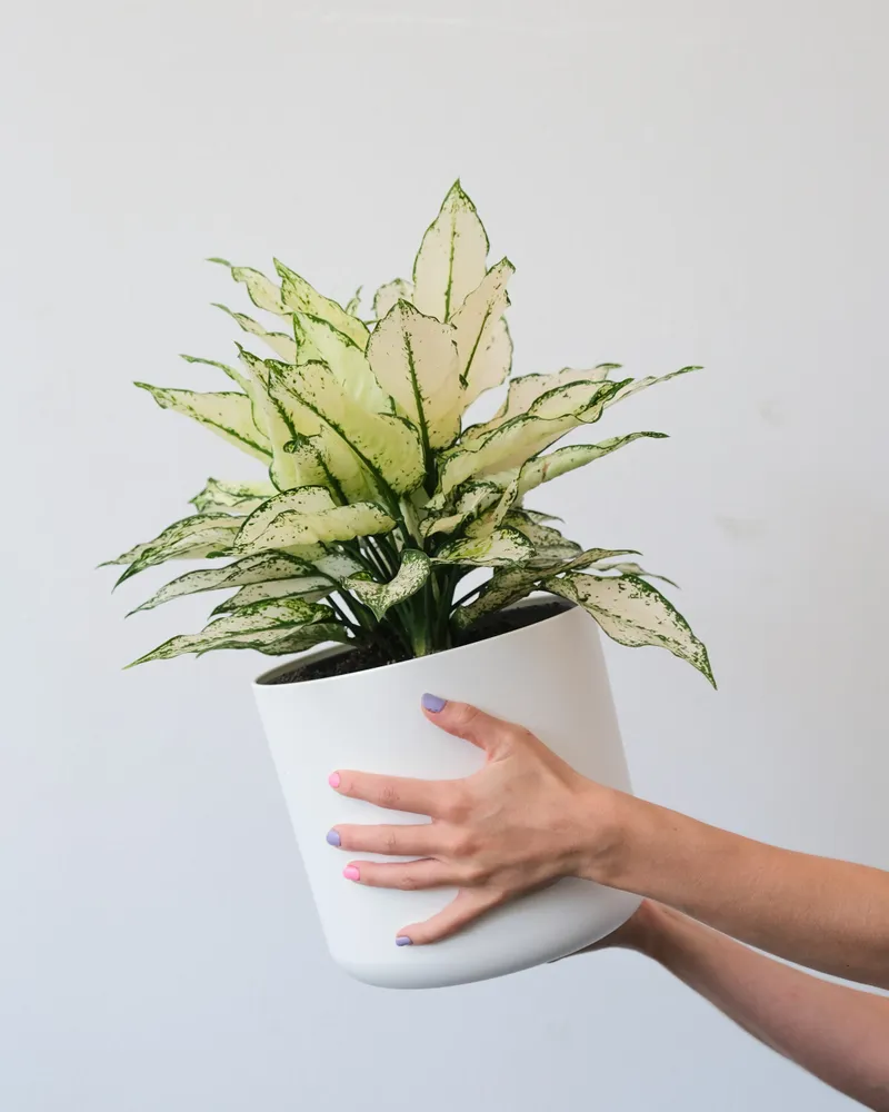 Plante aglaonema white joy montrant ses caractéristiques typiques