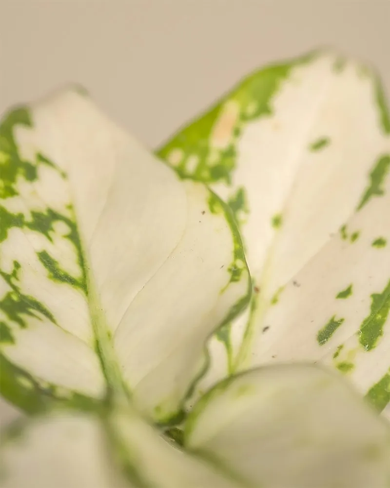 Plante aglaonema white joy montrant ses caractéristiques typiques