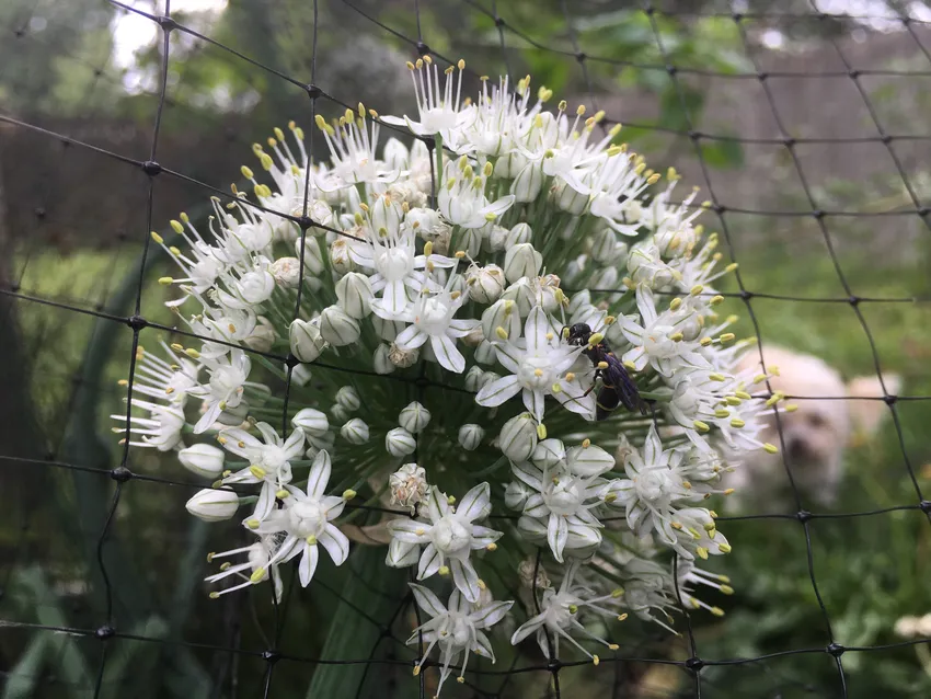 allium cepa plant showing characteristic features