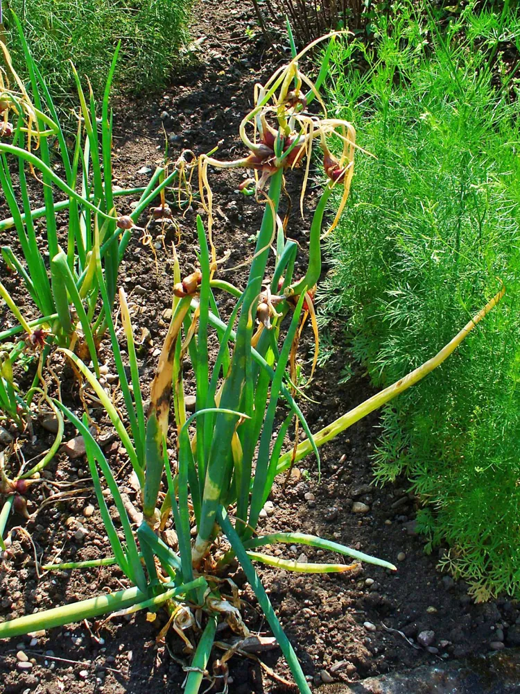 allium cepa plant showing characteristic features