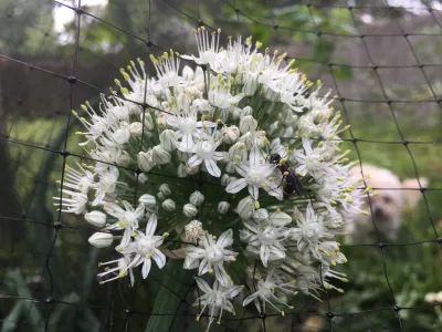 thumbnail allium cepa