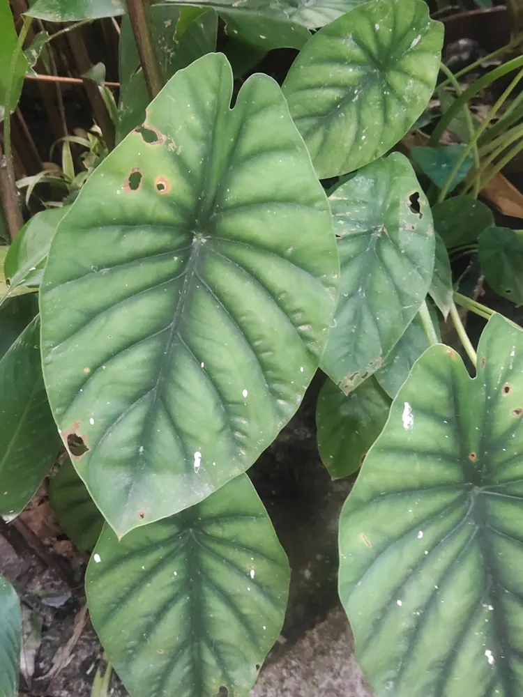 Plante alocasia baginda montrant ses caractéristiques typiques