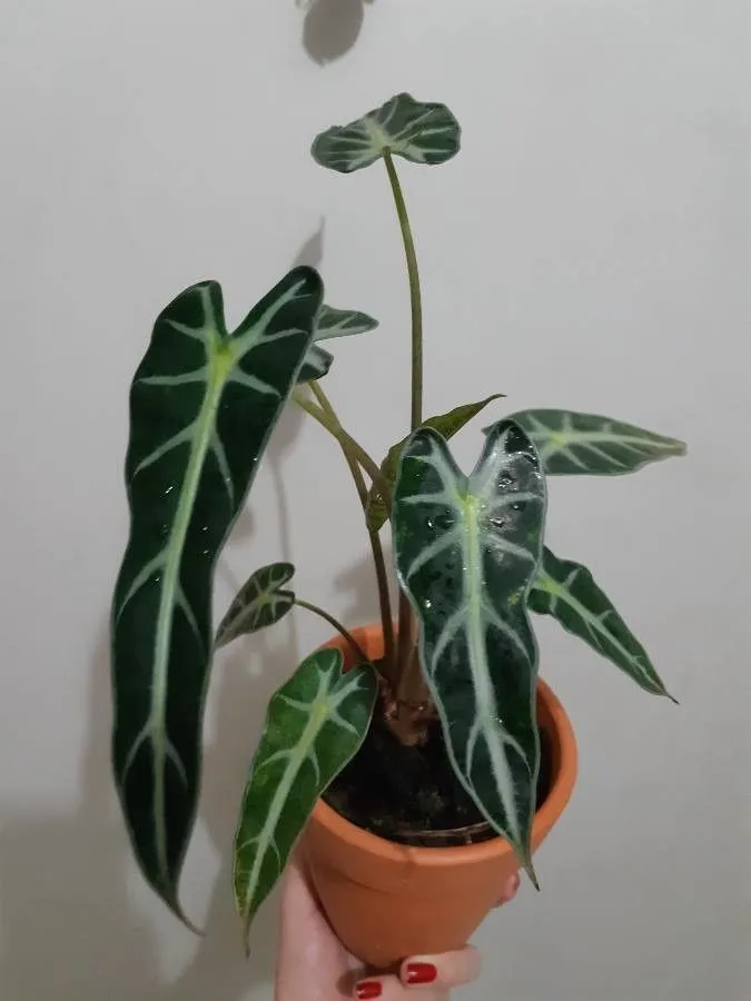 alocasia bambino arrow plant showing characteristic features
