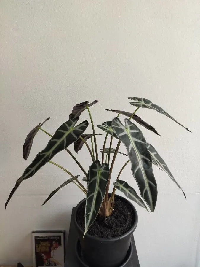 alocasia bambino arrow plant showing characteristic features
