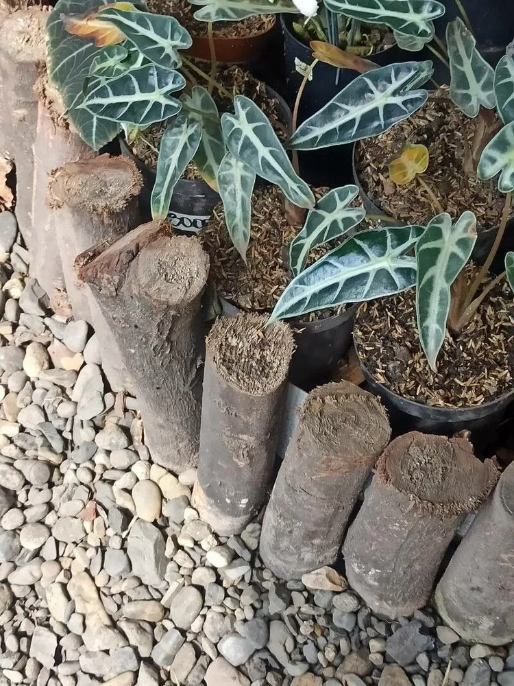 alocasia bambino arrow plant showing characteristic features