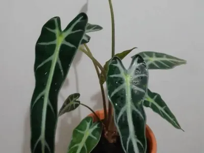 thumbnail alocasia 'bambino arrow'